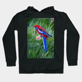 Crimson Rosella feeding on Grevillea flower Hoodie